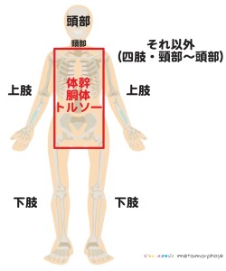 体幹